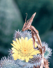 Close up of pair of Beautiful European mantis ( Mantis religiosa ).

