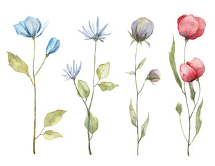 Set of watercolor hand painted wild flowers. Botanical illustration