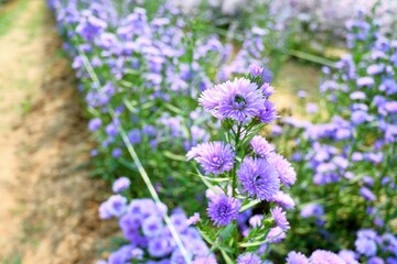 Obraz premium Margaret flower on the farm