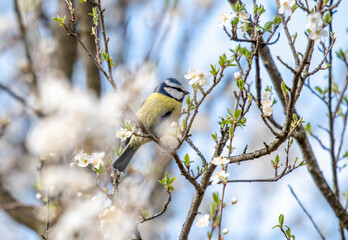 bird on a tree