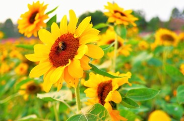 Insects are sucking pollen on flower