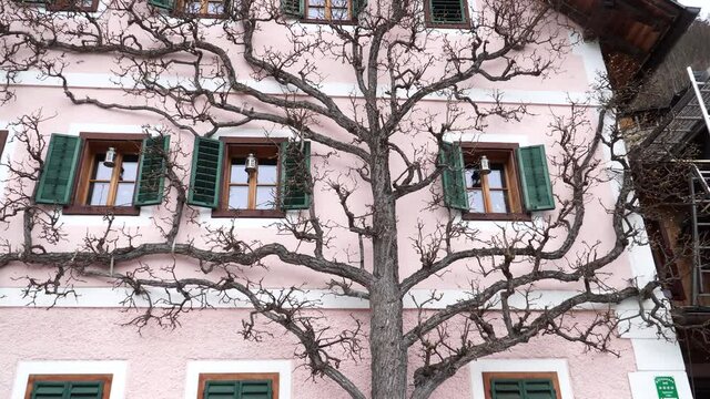 Beautifully groomed Espalier Trees, Spalierbaum, in Hallstatt, Austria. Springtime in Salzkammergut 05.04.2021