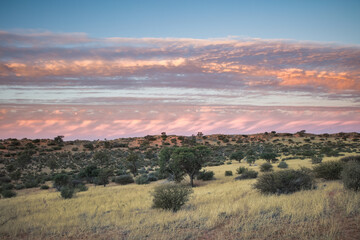 Obraz premium Sunrise in the Kalahari