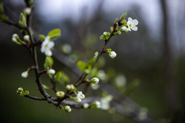 Zarte weiße Kirschblüte am Zweig im Frühling