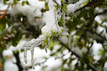 Small icicles on the branches of shrubs with fresh leaves.