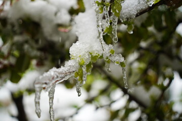 Small icicles on the branches of shrubs with fresh leaves.