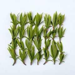 Green leaves in the form of a square on a white background - Leaves pattern - Top view and flat lay