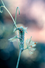 Macro shots, Beautiful nature scene. Close up beautiful caterpillar of butterfly  