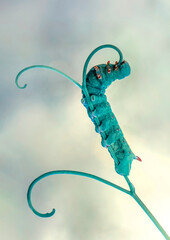 Macro shots, Beautiful nature scene. Close up beautiful caterpillar of butterfly  