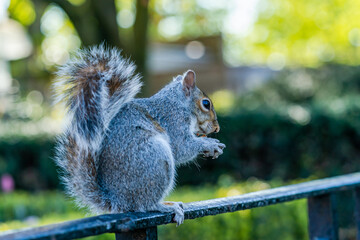 Grey squirrel (Sciurus carolinensis)