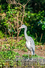 Grey heron (Ardea cinerea)