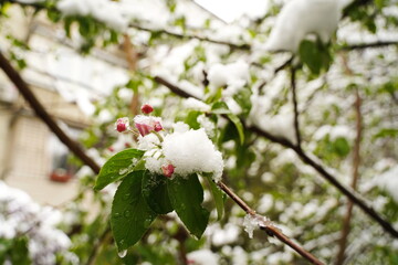 Fresh unopened cherry buds under the melting snow