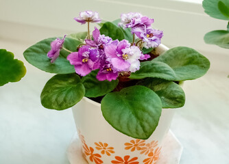 Violet uzambara purple bicolor in a pot