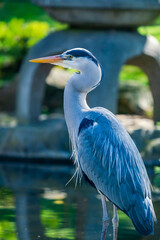 Grey heron (Ardea cinerea)