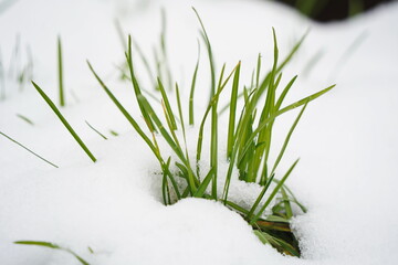 Fresh green grass under a layer of melting snow