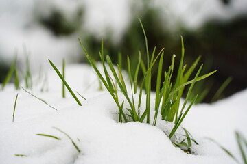 Fresh green grass under a layer of melting snow