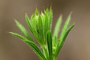 macro shot of lıttle ınsects