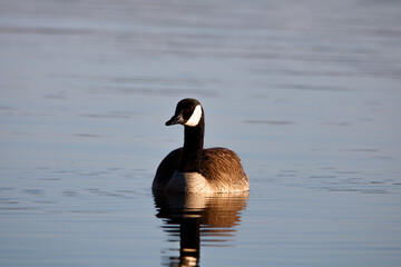 Candian goose sitting in the water in the simcoe lake of Barrie ontoario