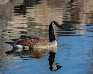 Canadian Goose swimming in calm waters of Barrie Ontario