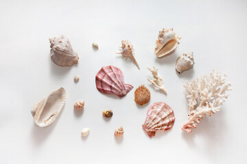 set of varied seashells and corals on a white isolated background