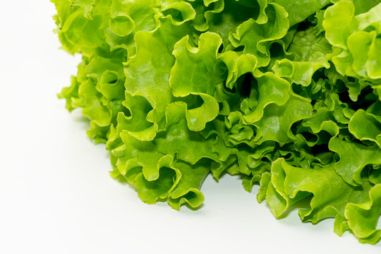 lettuce leaf on a white background close-up. isolate
