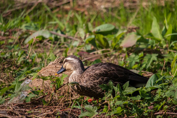 A spot-billed duck looking for food on the grass.