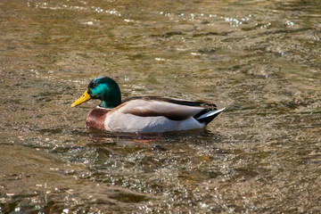 A male mallard duck is swimming in the river.