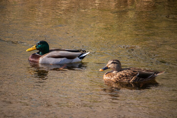A pair of mallard ducks are swimming in the river.