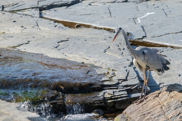 A gray heron, wild bird, The gray heron has long legs and broad wings.