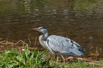 A gray heron, wild bird.
