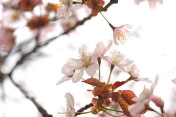 満開の桜の花