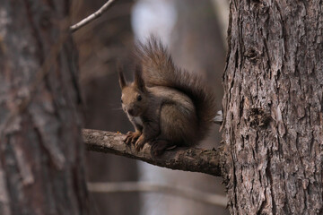 樹の上のエゾリス