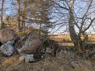 stones among trees