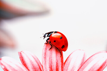 Extreme macro shots, Beautiful ladybug on flower leaf defocused background.
