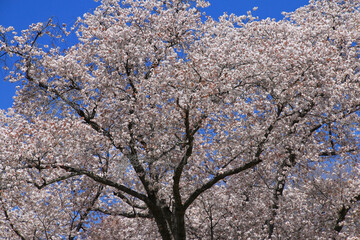 越代のサクラ（福島県・古殿町）