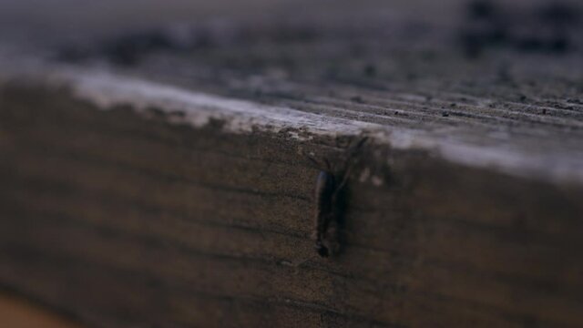 Macro shot of an earwig crawling over decaying wood