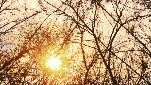 Finlayson's squirrels (Callosciurus finlaysonii) jumps from branch to branch against the background of the setting sun, Thailand