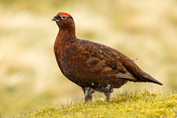 Red Grouse male, Scientific name; Lagopus Lagopus.  Close up of a Red Grouse male in Springtime, facing left, in natural moorland habitat with green moss. Clean background.  Space for copy