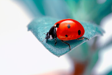 Extreme macro shots, Beautiful ladybug on flower leaf defocused background. © blackdiamond67