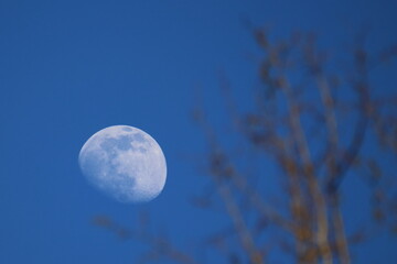 view of the partial moon behind branches