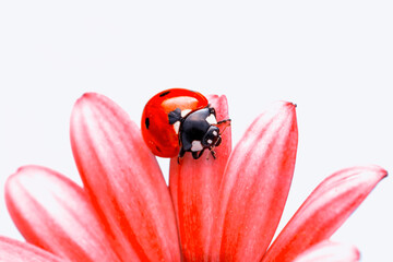 Extreme macro shots, Beautiful ladybug on flower leaf defocused background.