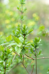 Fototapeta na wymiar Green blooming leaves on branches, springtime season plants, selective focus.