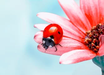 Fototapeten Extreme macro shots, Beautiful ladybug on flower leaf defocused background. © blackdiamond67