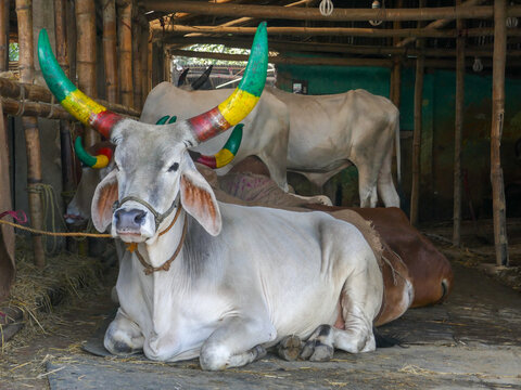 Beautiful big white indian bull with painted horns for sale at a cattle market in Chittagong, Bangladesh