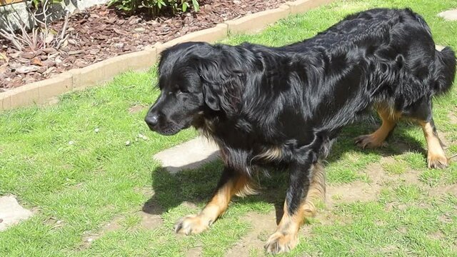chien hovawart dans une cours en ext&eacute;rieur