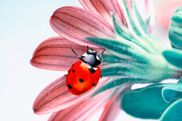 Extreme macro shots, Beautiful ladybug on flower leaf defocused background. © blackdiamond67