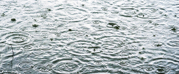 Raindrops and ripples on the water during heavy rain. 