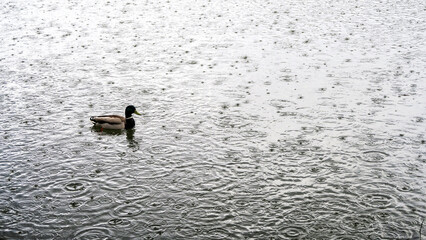 Raindrops and ripples on the water during heavy rain. 