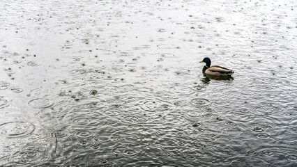 Raindrops and ripples on the water during heavy rain. 