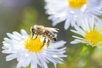 Obraz premium Bee - Apis mellifera - pollinates Michaelmas daisy - Aster novi-belgii
